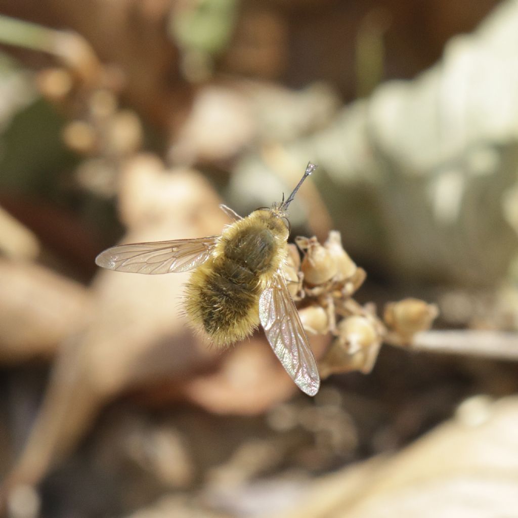 Bombyliidae: Anthrax trifasciatus